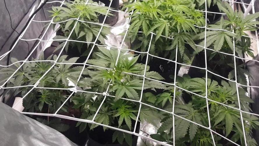 A/Venutian 5 strain grow