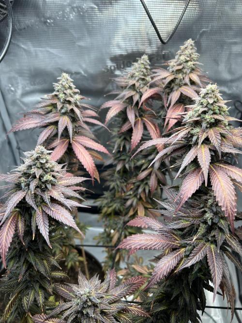 Bay Burger. Week 16