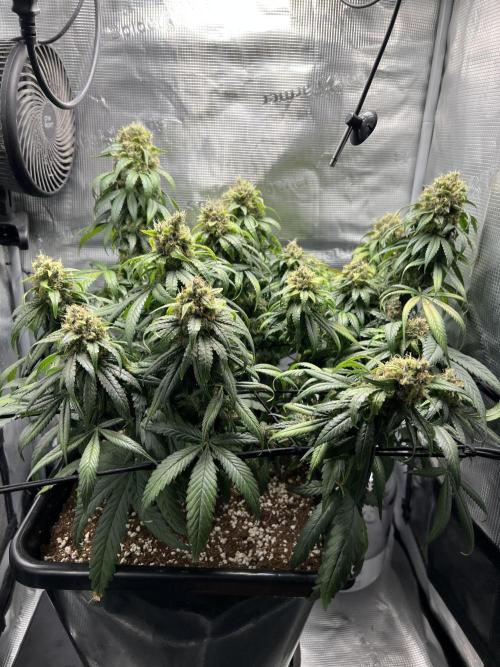 Bluehell CBD. Week 16