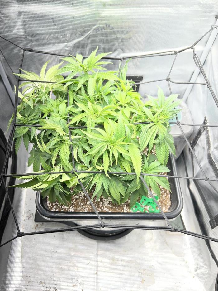 Bluehell CBD #2. Week 3