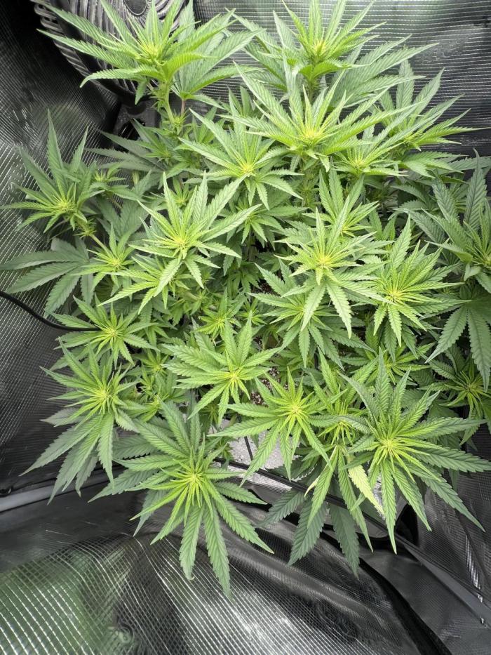 Bluehell CBD #2. Week 5