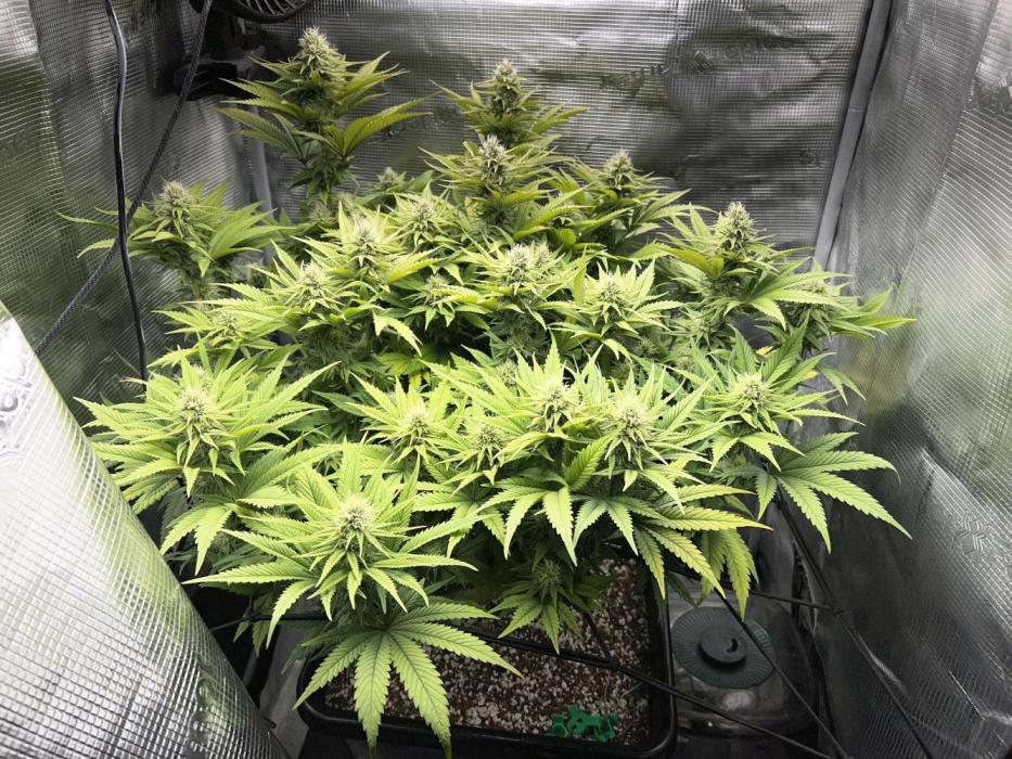Bluehell CBD #2. Week 7