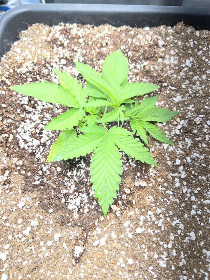 Sugar Black Rose. Week 2