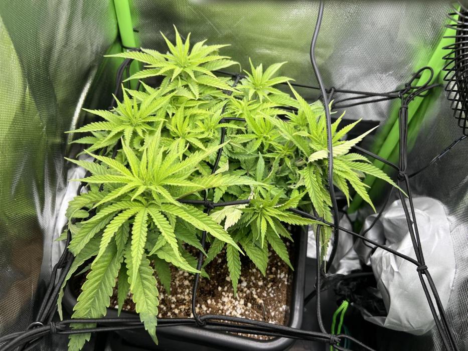 Sugar Black Rose. Week 4