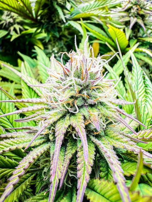 Bluehell CBD #2. Week 8