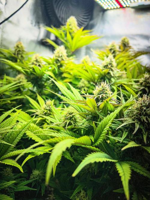 Bluehell CBD #2. Week 8