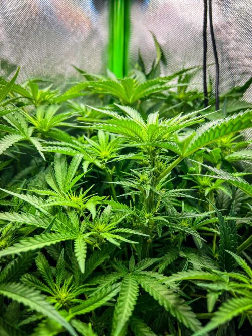 Sugar Black Rose. Week 6