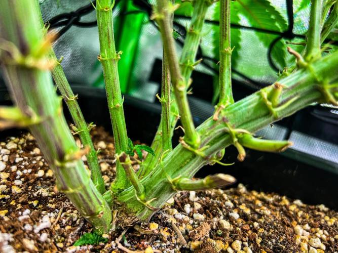 Sugar Black Rose. Week 6