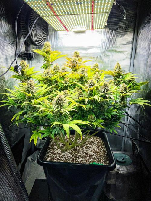 Bluehell CBD #2. Week 9