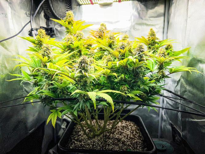 Bluehell CBD #2. Week 9