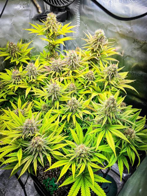 Bluehell CBD #2. Week 9