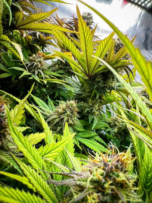 Bluehell CBD #2. Week 9