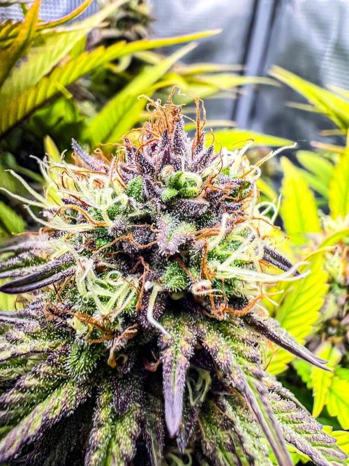 Bluehell CBD #2. Week 9