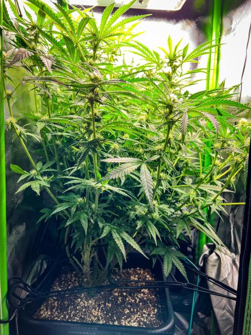 Sugar Black Rose. Week 7
