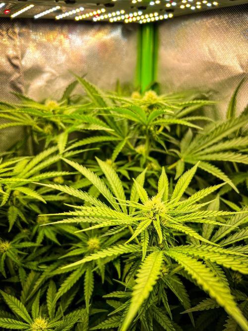 Sugar Black Rose. Week 7