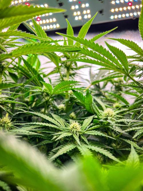 Sugar Black Rose. Week 7
