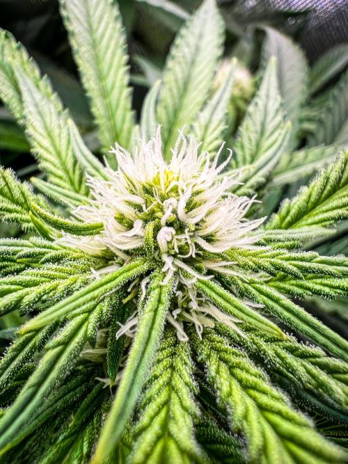 Sugar Black Rose. Week 7