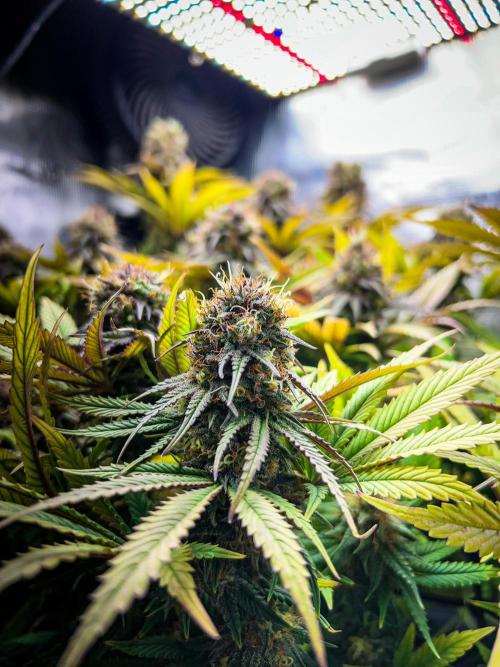 Bluehell CBD #2. Week 10