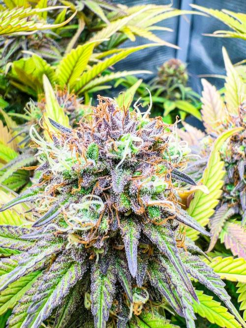 Bluehell CBD #2. Week 10