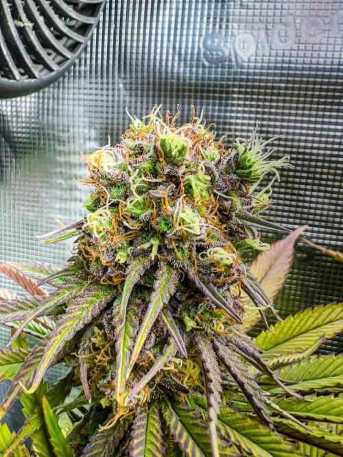 Bluehell CBD #2. Week 10