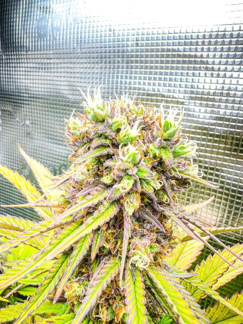 Bluehell CBD #2. Week 10