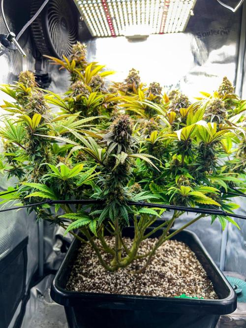 Bluehell CBD #2. Week 10