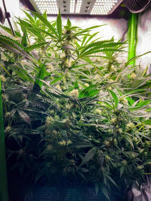Sugar Black Rose. Week 8