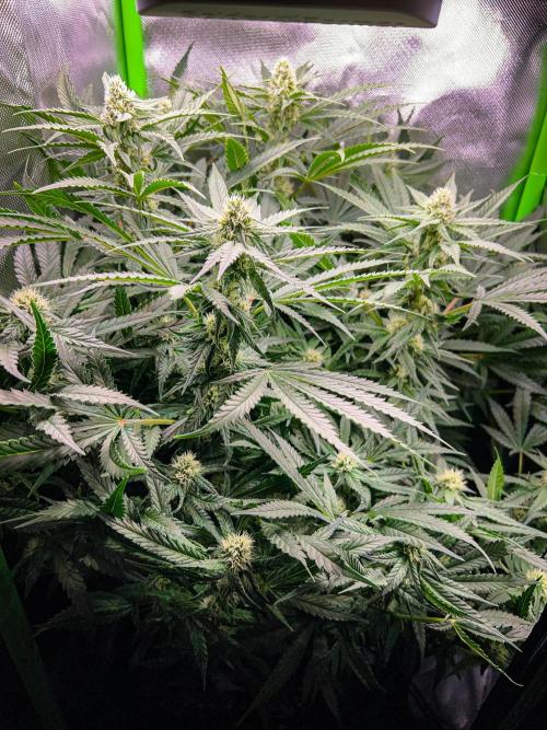Sugar Black Rose. Week 8