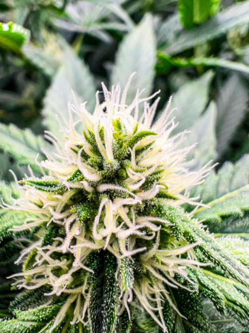 Sugar Black Rose. Week 8