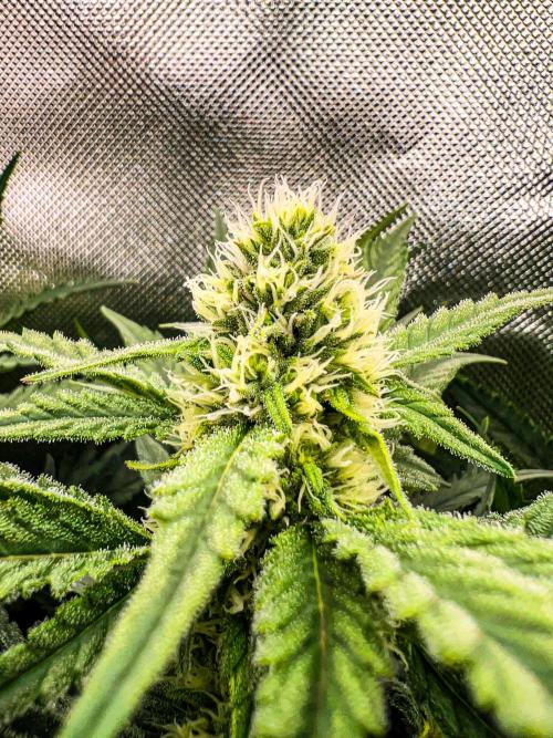 Sugar Black Rose. Week 8
