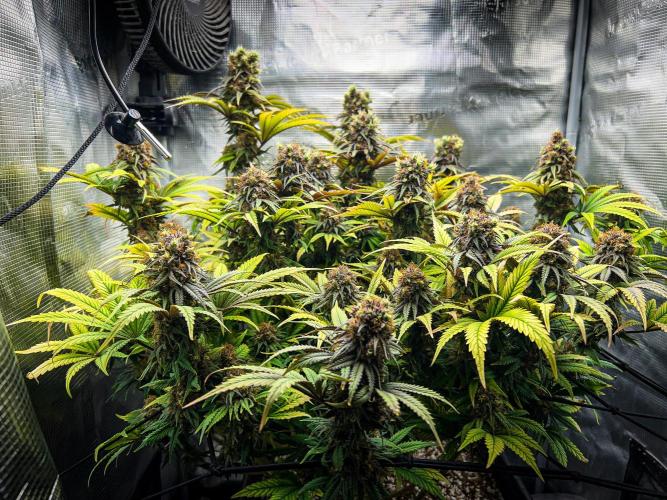 Bluehell CBD #2. Week 11