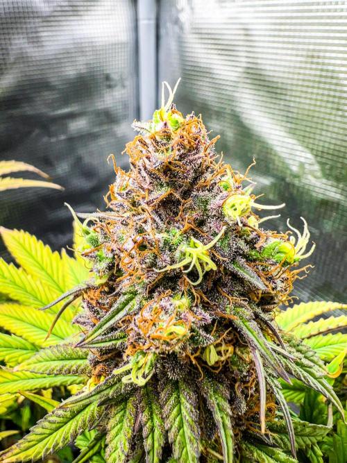 Bluehell CBD #2. Week 11