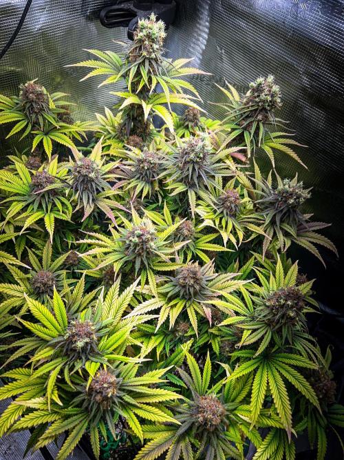 Bluehell CBD #2. Week 11