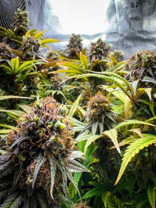 Bluehell CBD #2. Week 11