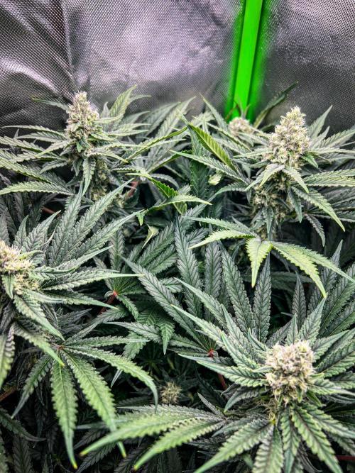 Sugar Black Rose. Week 9