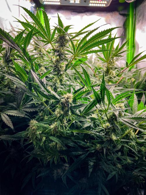 Sugar Black Rose. Week 9