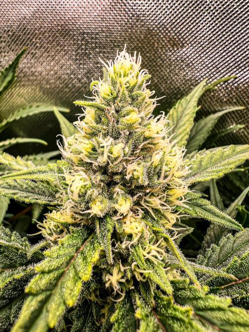 Sugar Black Rose. Week 9