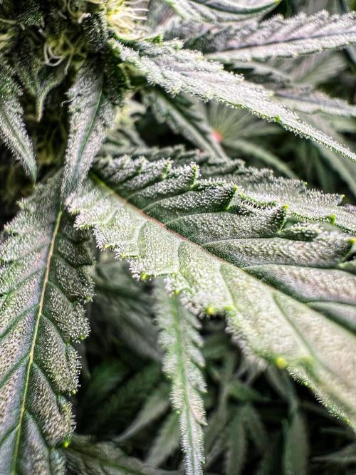 Sugar Black Rose. Week 9
