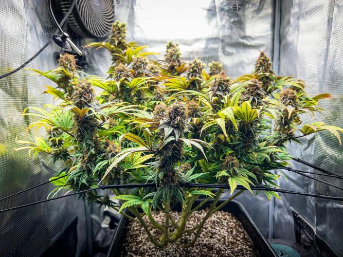 Bluehell CBD #2. Week 12