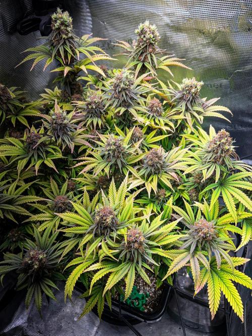 Bluehell CBD #2. Week 12