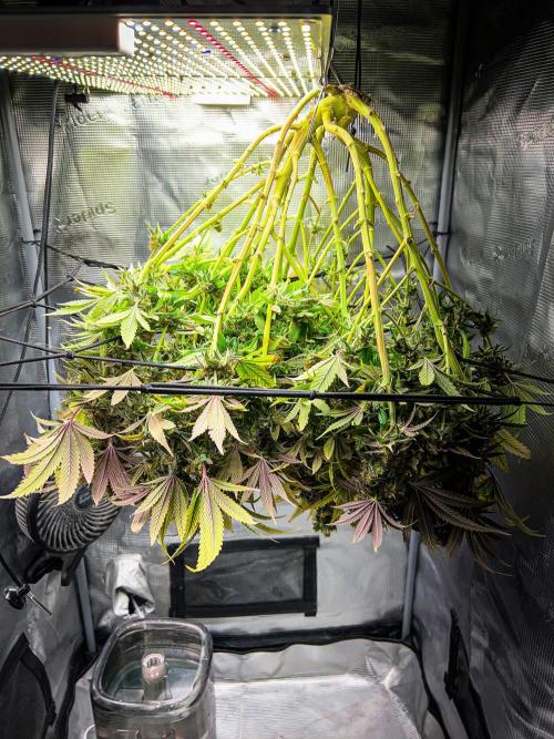 Bluehell CBD #2. Week 12