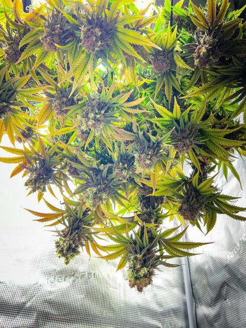 Bluehell CBD #2. Week 12