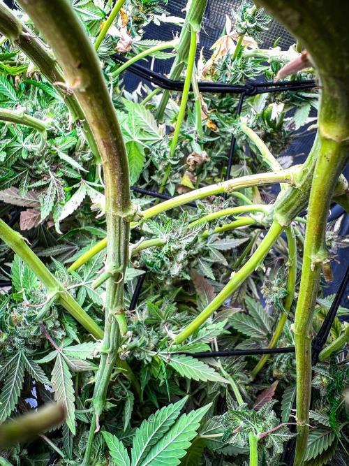 Bluehell CBD #2. Week 12