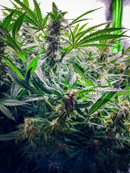 Sugar Black Rose. Week 10