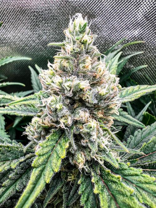 Sugar Black Rose. Week 10