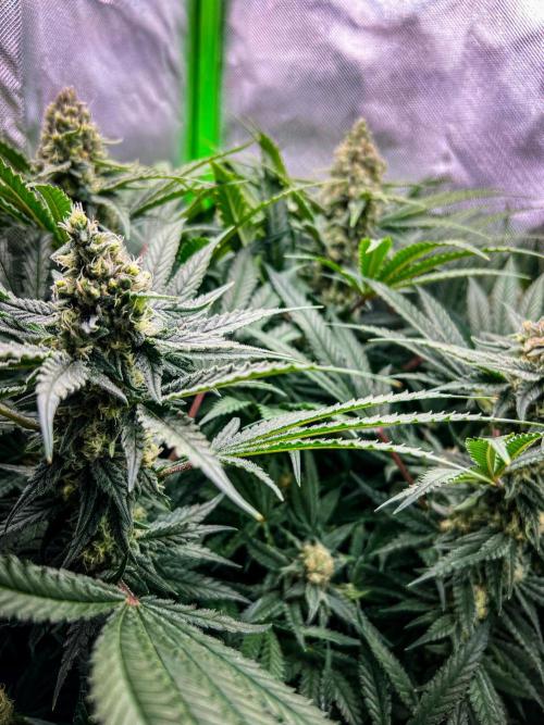 Sugar Black Rose. Week 10