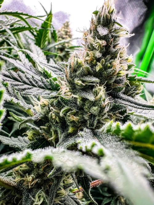 Sugar Black Rose. Week 10