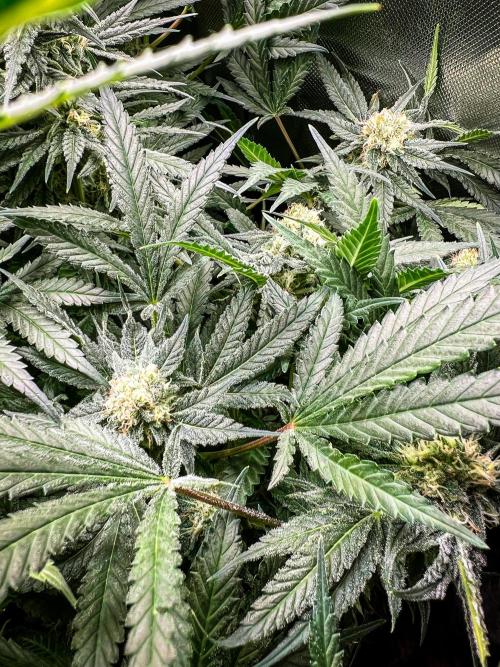 Sugar Black Rose. Week 10