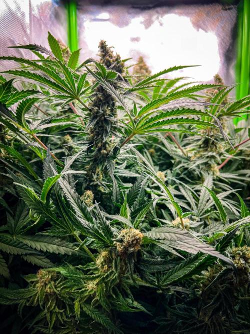 Sugar Black Rose. Week 11