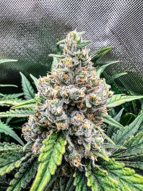 Sugar Black Rose. Week 11